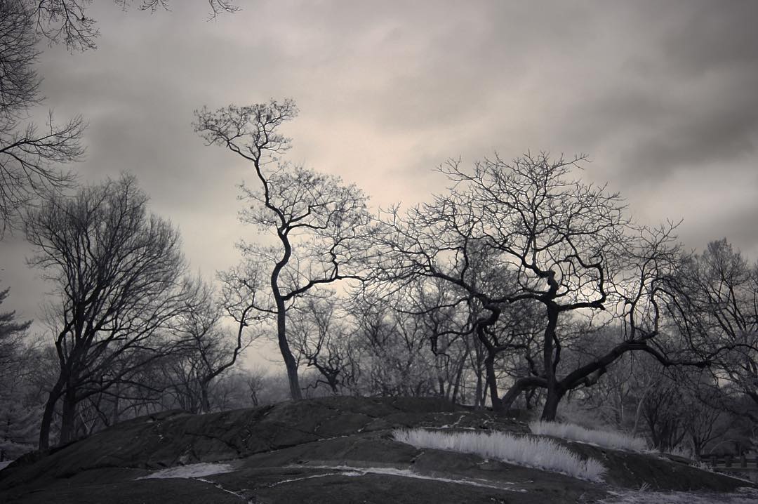 dark Central Park day