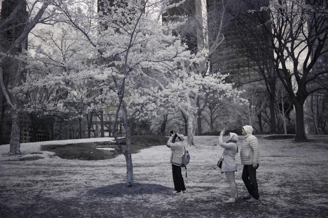 spring tourists in Central Park